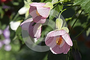 Chinese bell plant with pink flowers